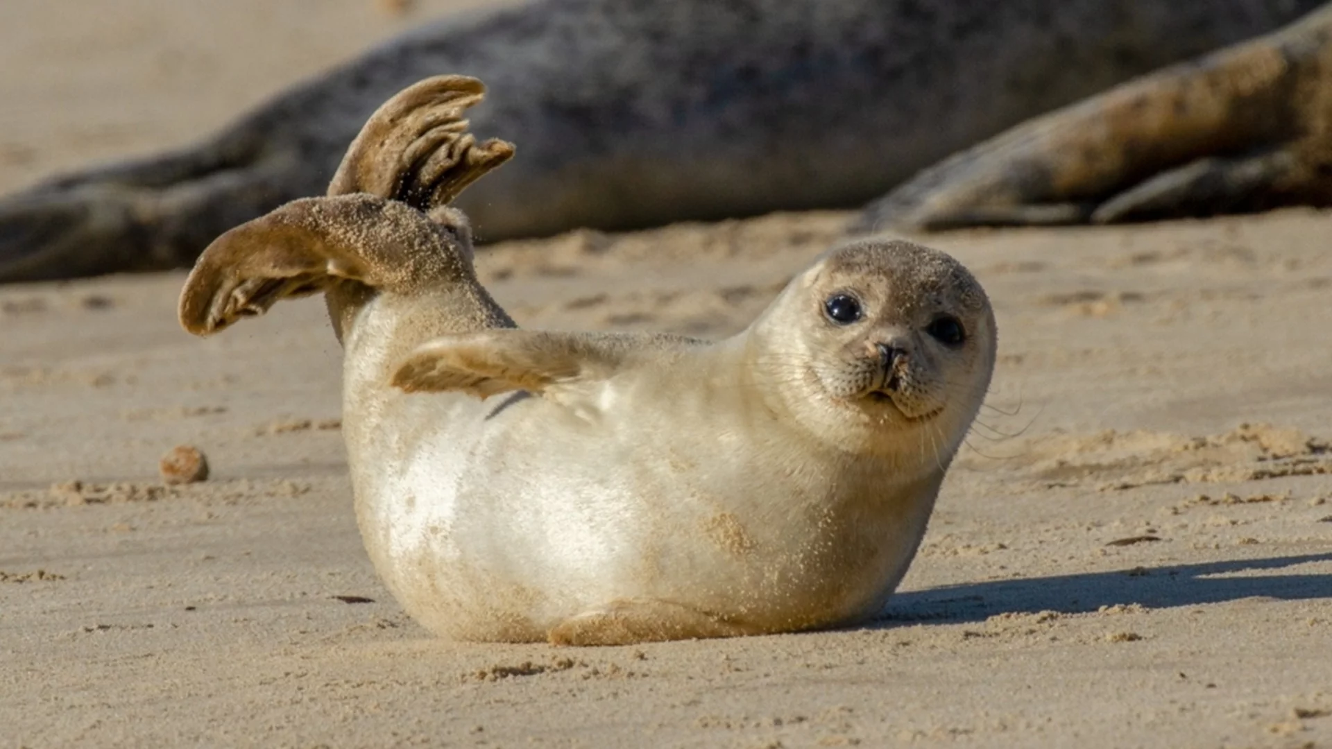 Рибари спасиха бебе тюлен край турския курорт Мармарис