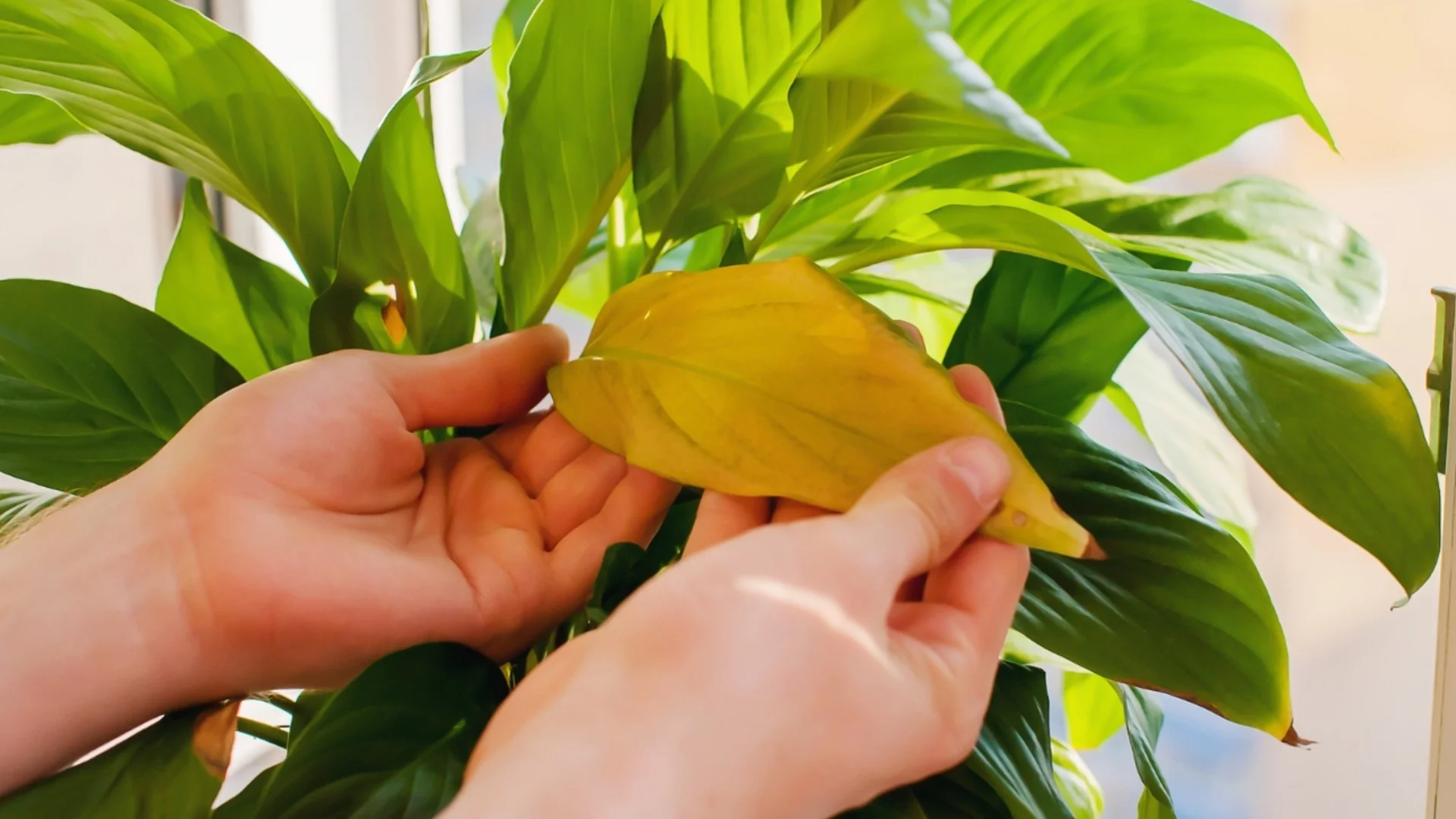 6 причини, поради които стайните растения пожълтяват. Как да се справите през зимата?