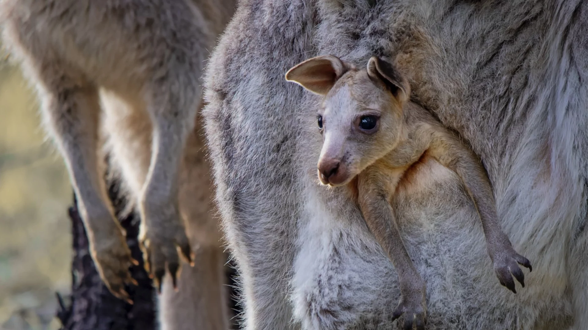 Вярно ли е, че в Австралия има повече кенгурута отколкото хора