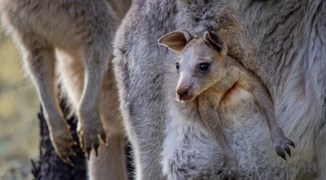 Вярно ли е, че в Австралия има повече кенгурута отколкото хора