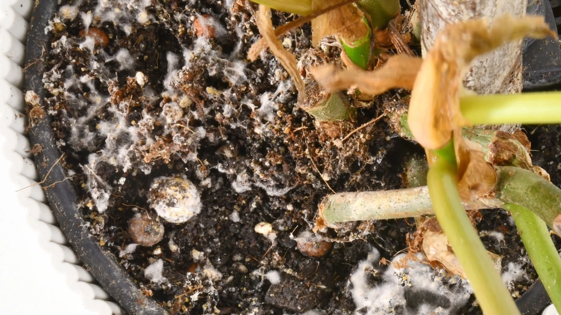 Как да ограничим мухъла в оранжерията през зимата