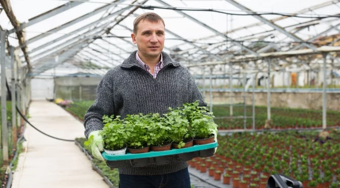 Как да се преборим с влагата в оранжерията през зимата