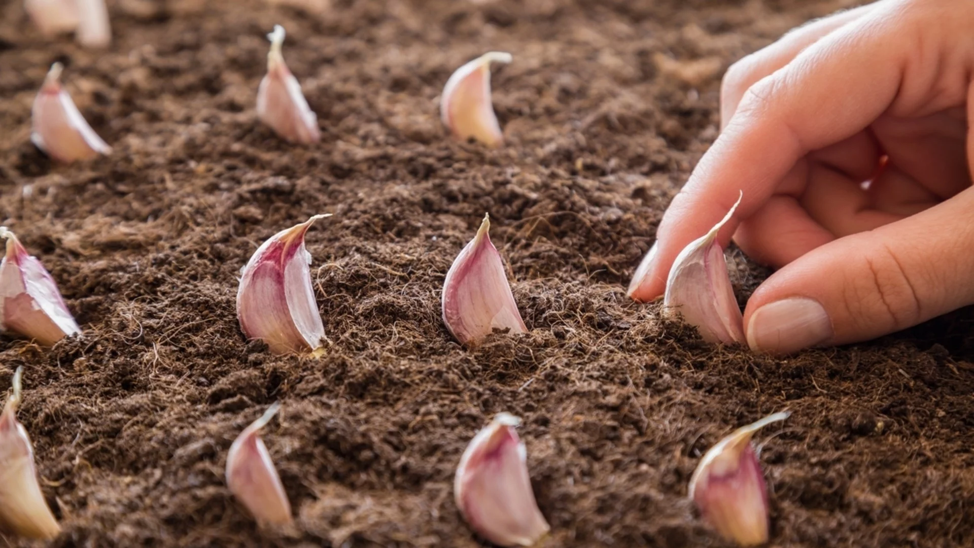 Можем ли да засаждаме чеснови скилидки в замръзнала почва