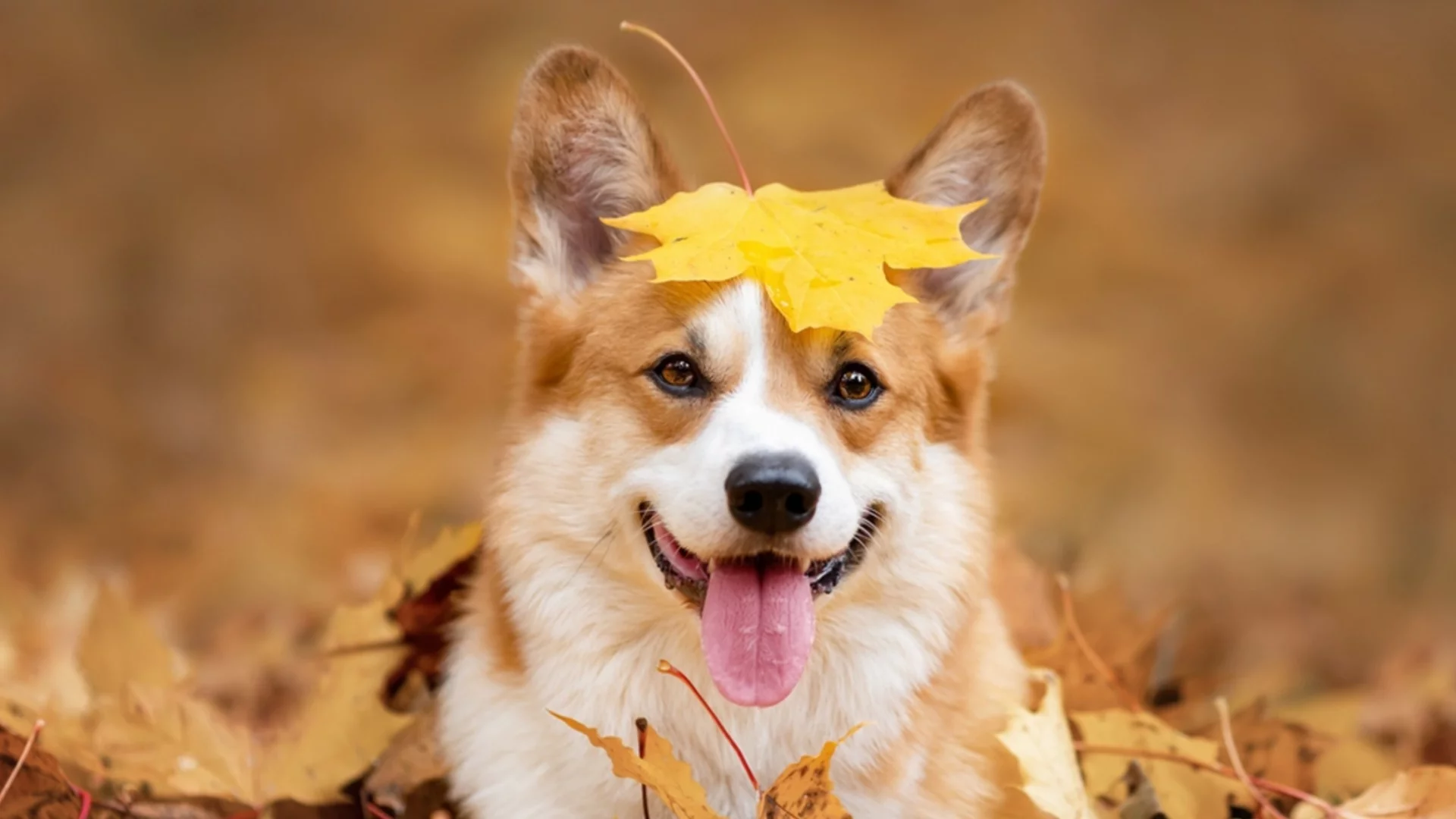 Седмична прогноза за времето за 8-14 декември 2025 г. 