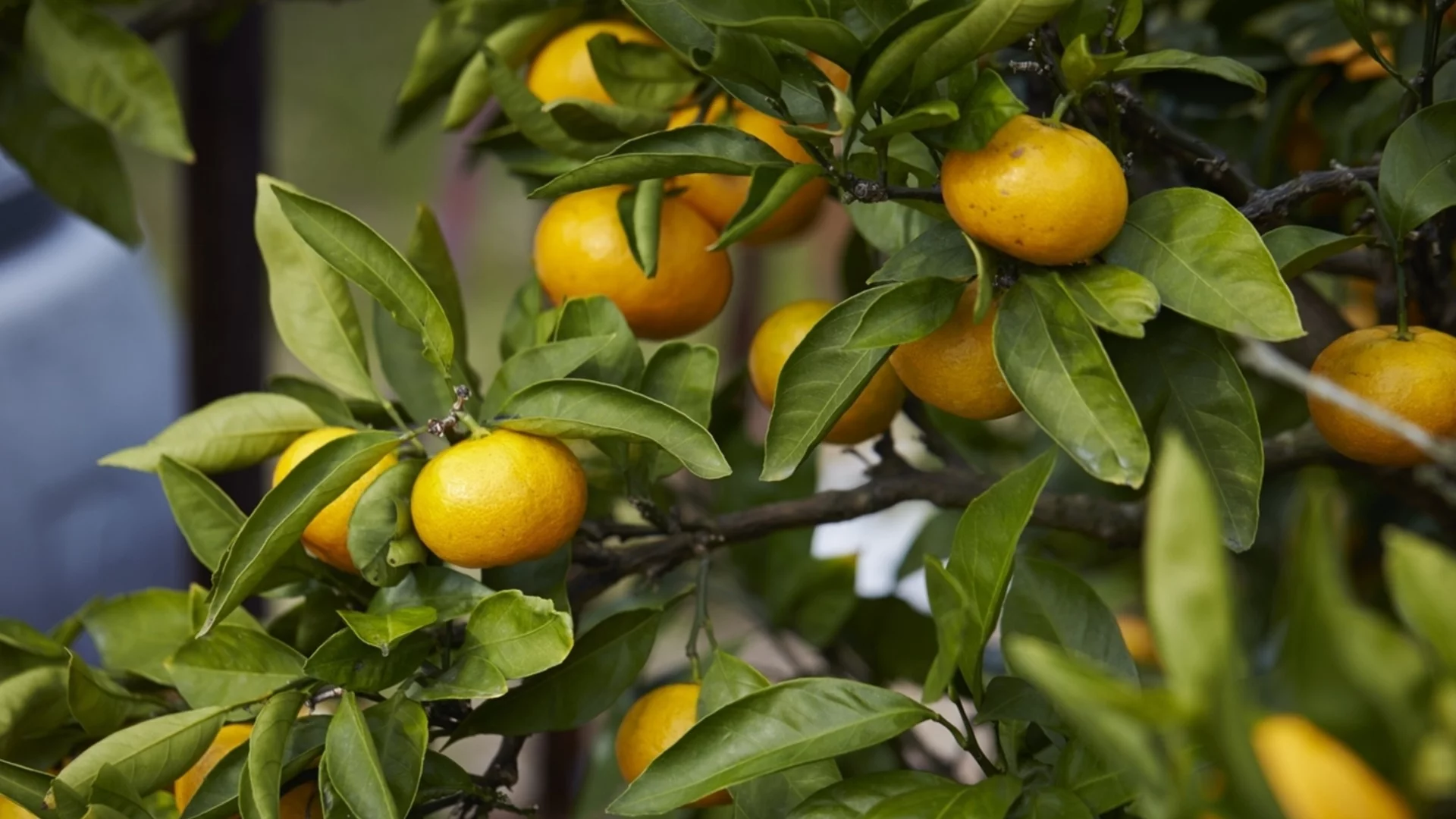 Как да спасим цитруси, чиито листа започват да капят през студените месеци