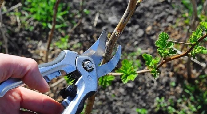 Резитба през декември: 8 растения, които трябва да подрежете този месец