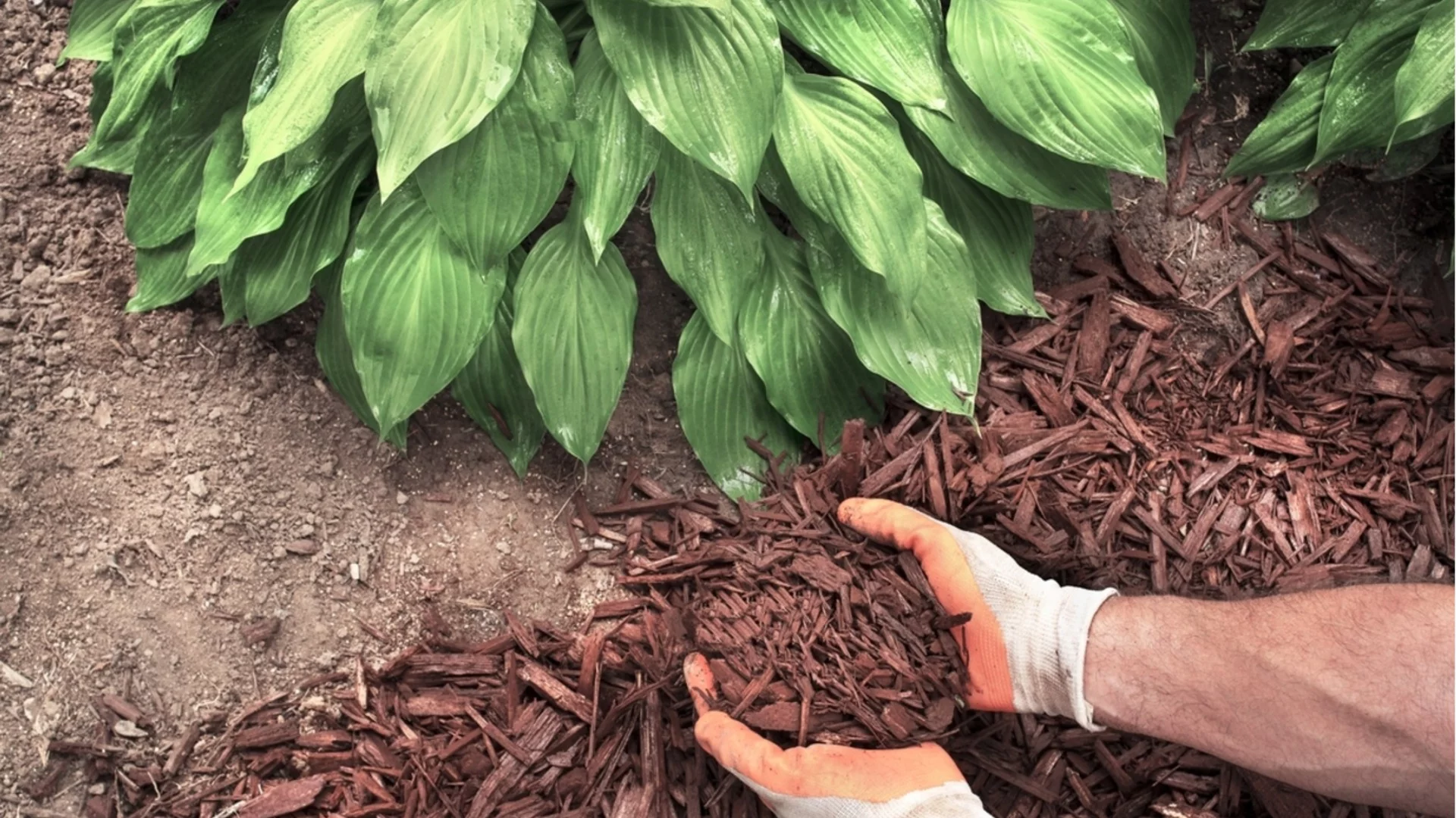 Какво да правим, ако мулчът започне да задържа прекалено много влага