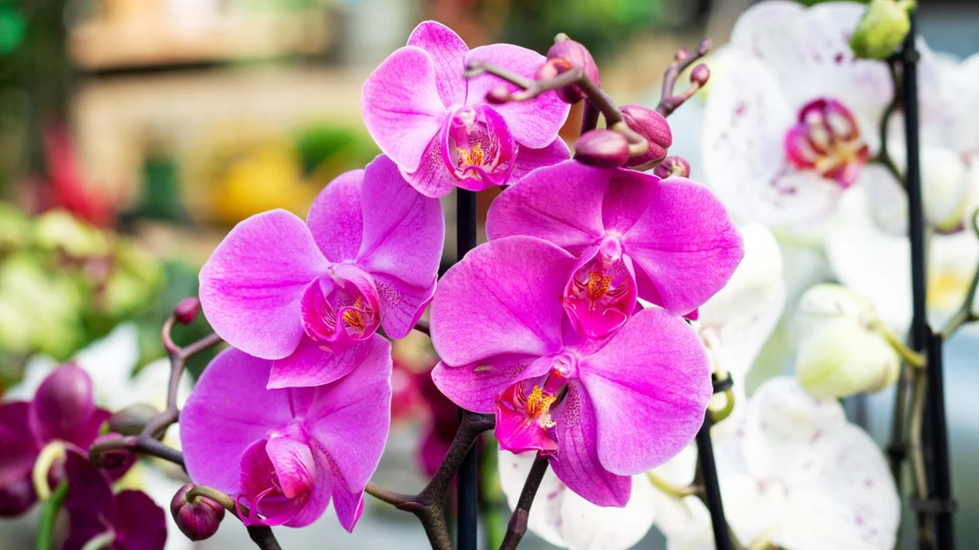 Зимен режим на поливане за орхидеи, които цъфтят през декември