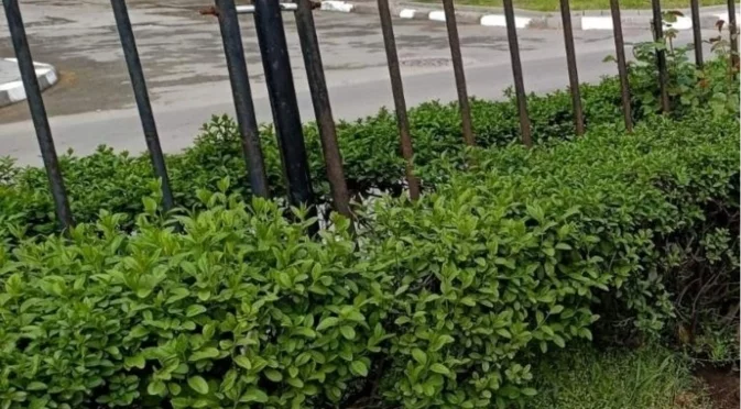 Предстои мащабно озеленяване в Асеновград