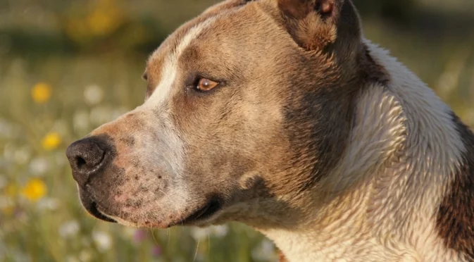 Нараняванията били безпрецедентни: Питбул почти изяде 2-годишно дете в Гърция