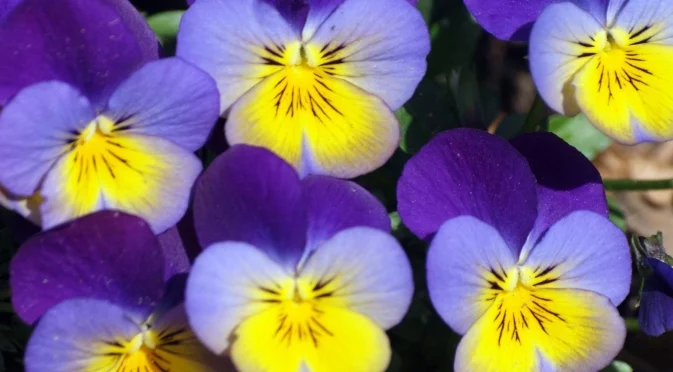 Зимата е най-доброто време за оформяне на теменужки 