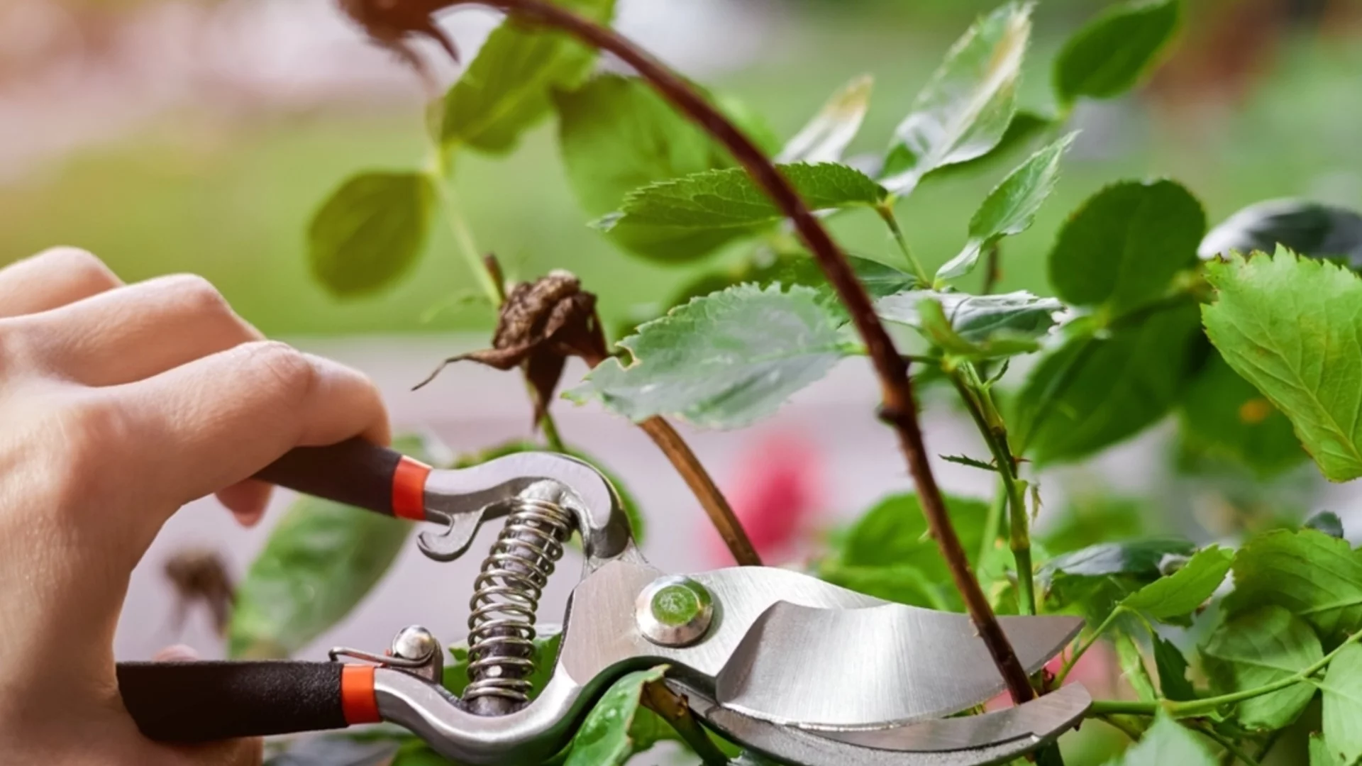 Как да защитим розите след първата слана?