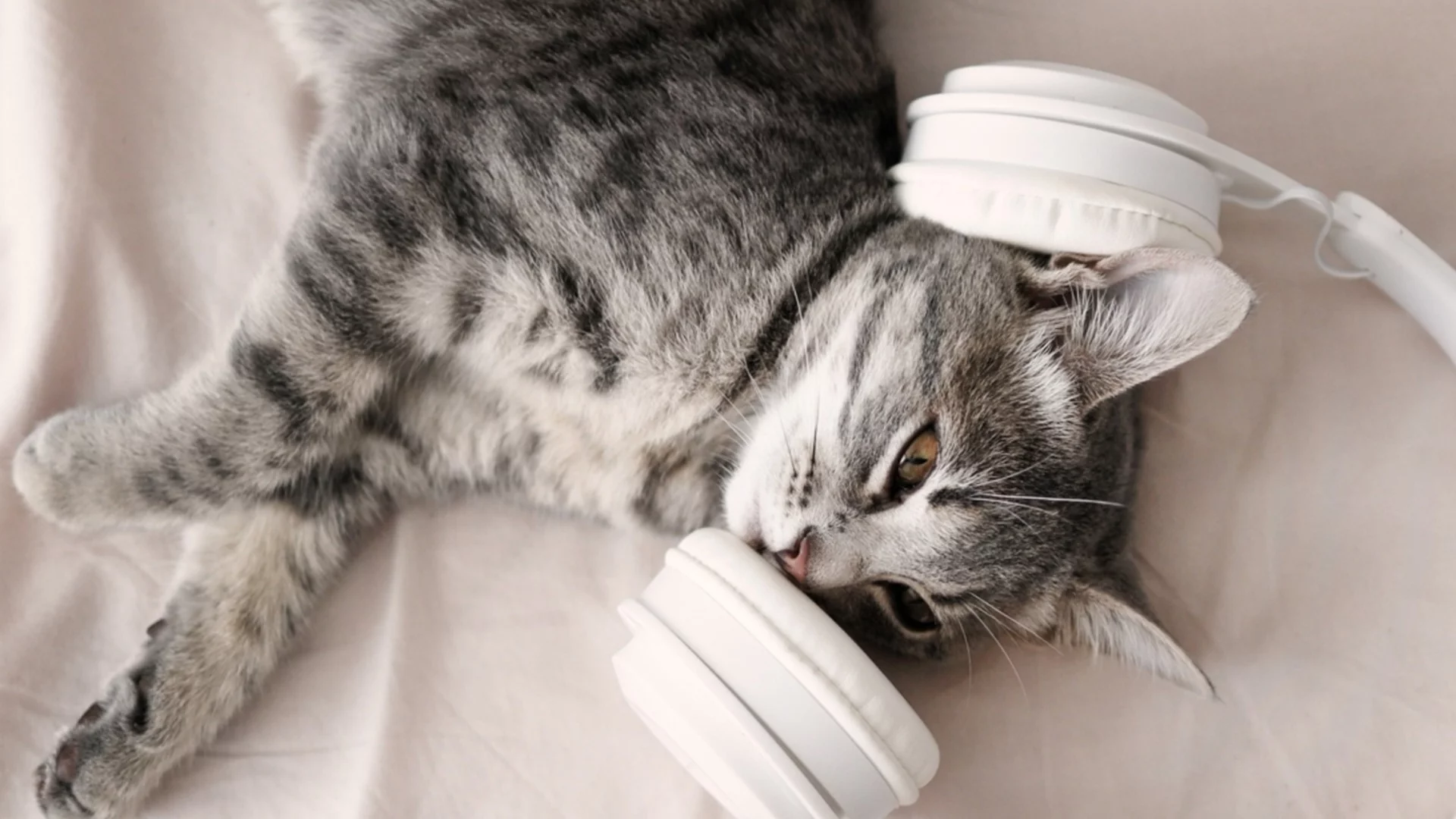 Времето утре - 9 декември 2025 г. 