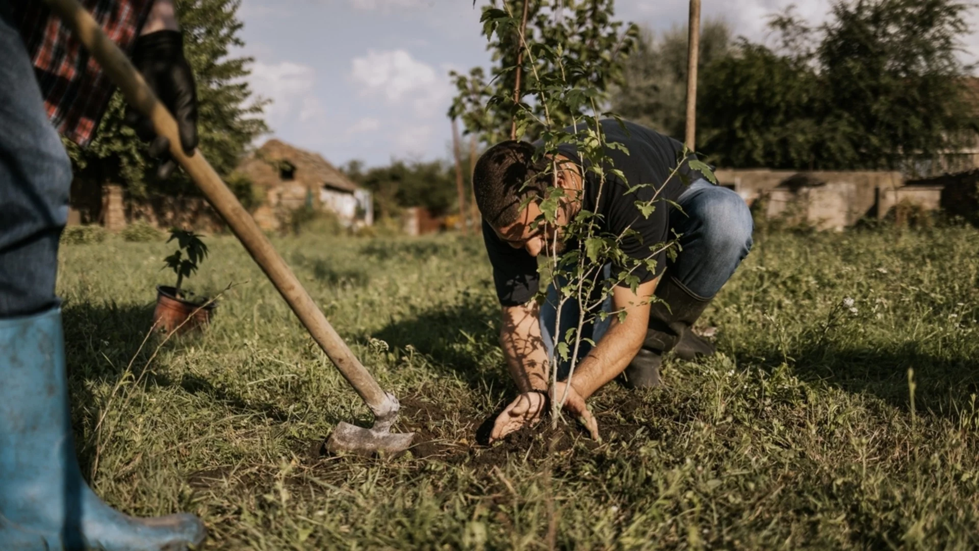 Какво да правим при ранно загниване на зимно засадените култури
