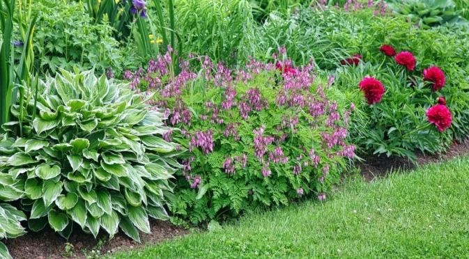 Как да спасим растенията при прекомерната влага през декември