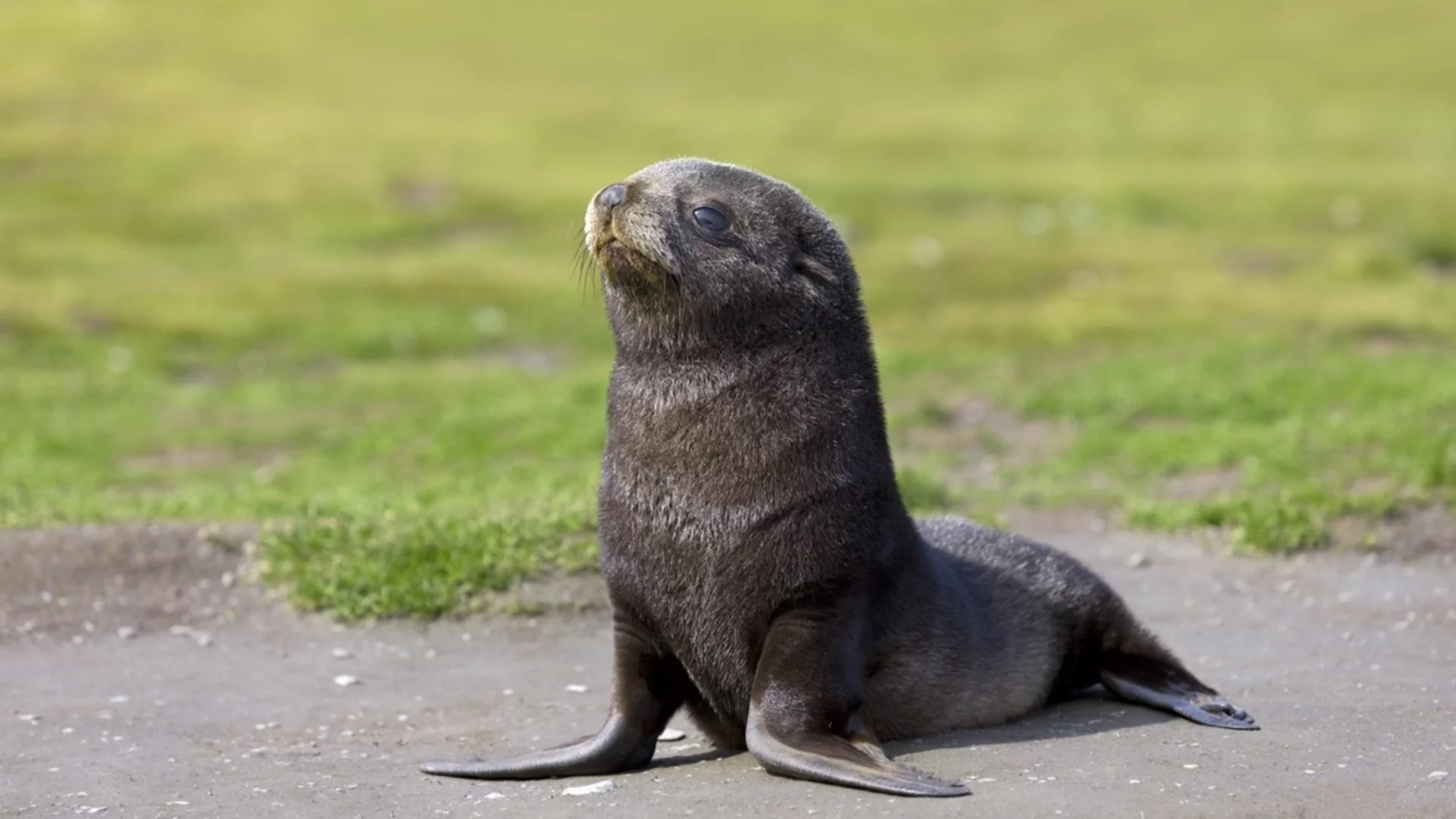 Неочакван "клиент": Тюлен нахлу в бар и шокира персонала (ВИДЕО)