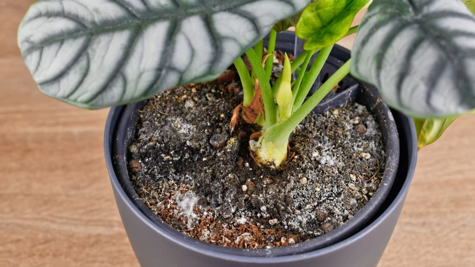 Как да избегнем плесен и мухъл в саксиите през студения сезон