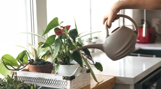 Поливане през зимата: кои растения се нуждаят от най-малко вода