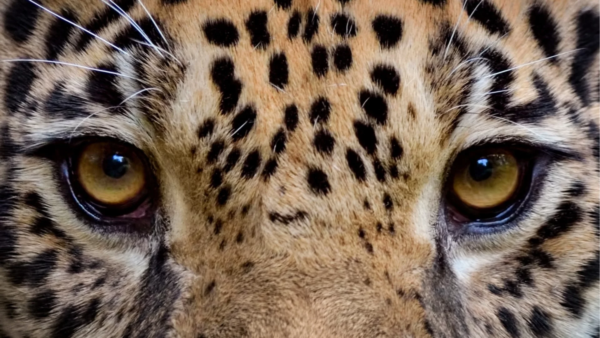 Природата намира начин: Див хищник възстановява популацията си