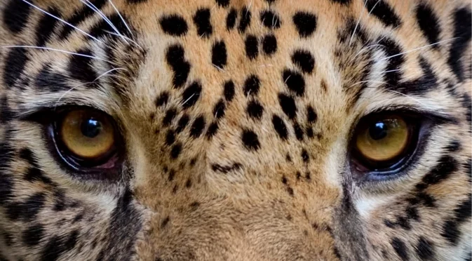 Природата намира начин: Див хищник възстановява популацията си