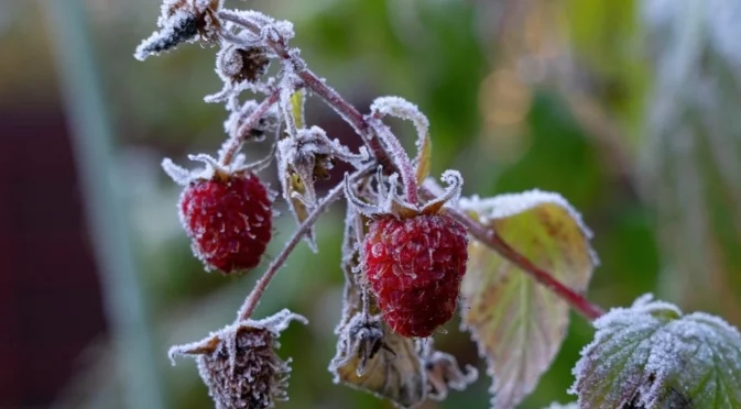 Вкусните плодове, които можете да засадите през зимата за вкусна реколта през лятото  