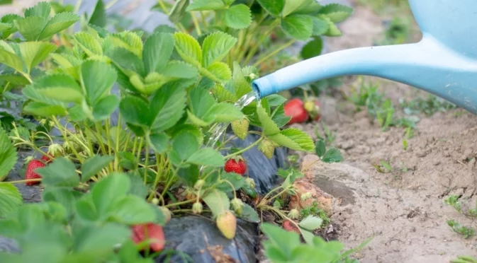 Защитете ягодовите растения с помощта на тази билка