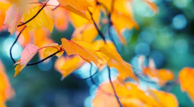 Проф. Рачев със скучна прогноза до Коледа