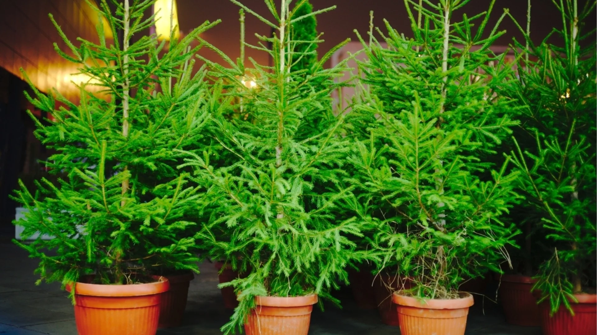 Сортове коледни елхи в саксии, които виреят, когато се отглеждат като стайни растения 