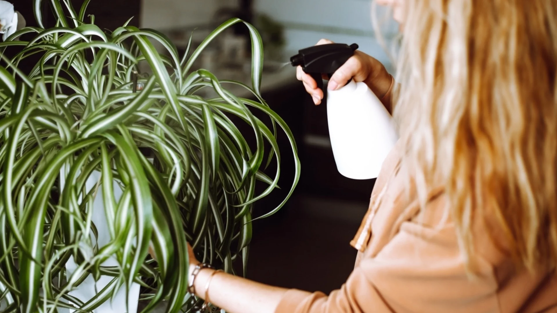 Признаци, че преполивате растението си паяк 