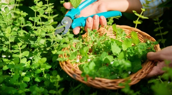 Как да размножите маточина за богата реколта