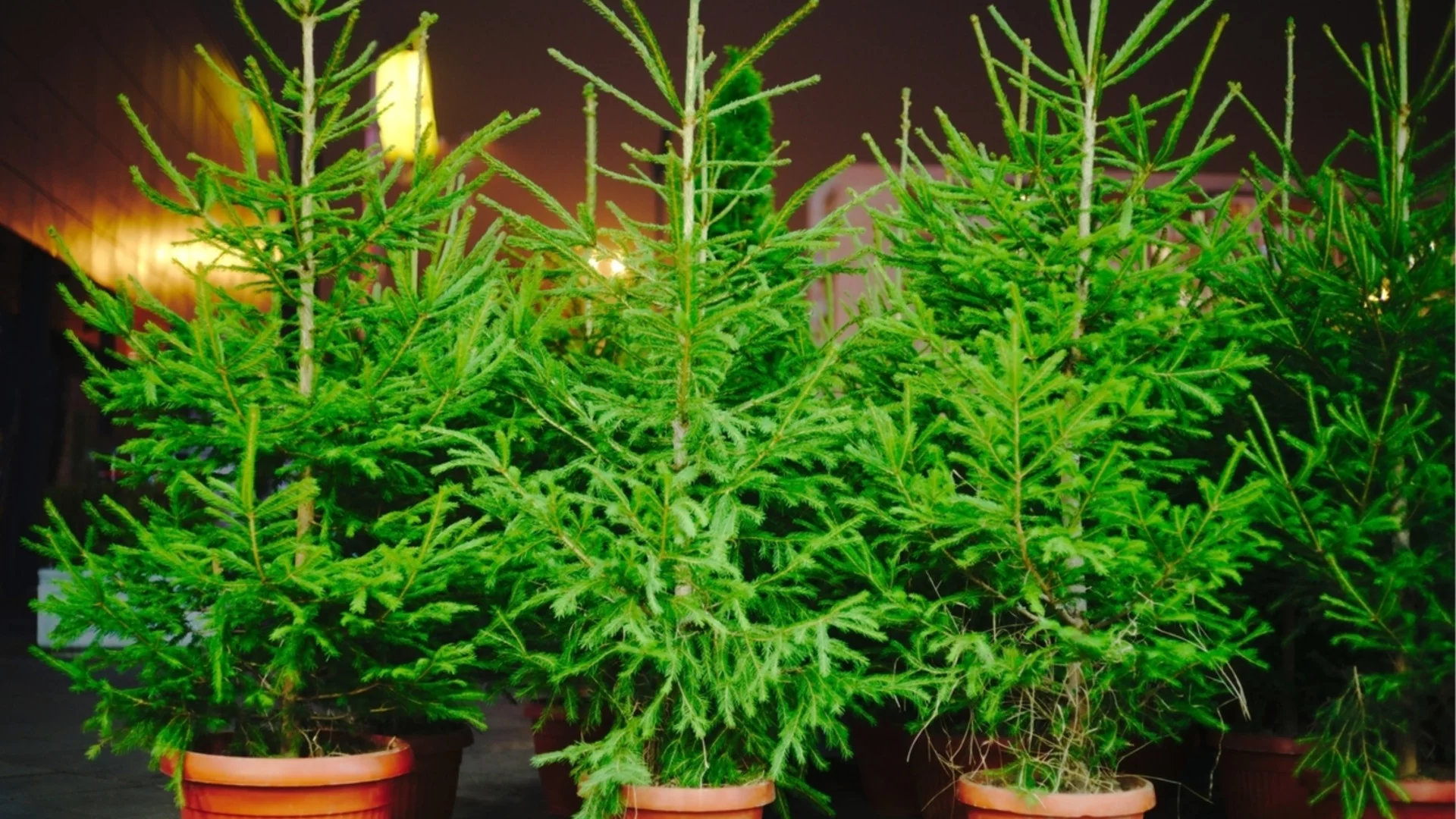 Защо трябва да подрязвате коледната си елха и най-добрият начин да го направите 