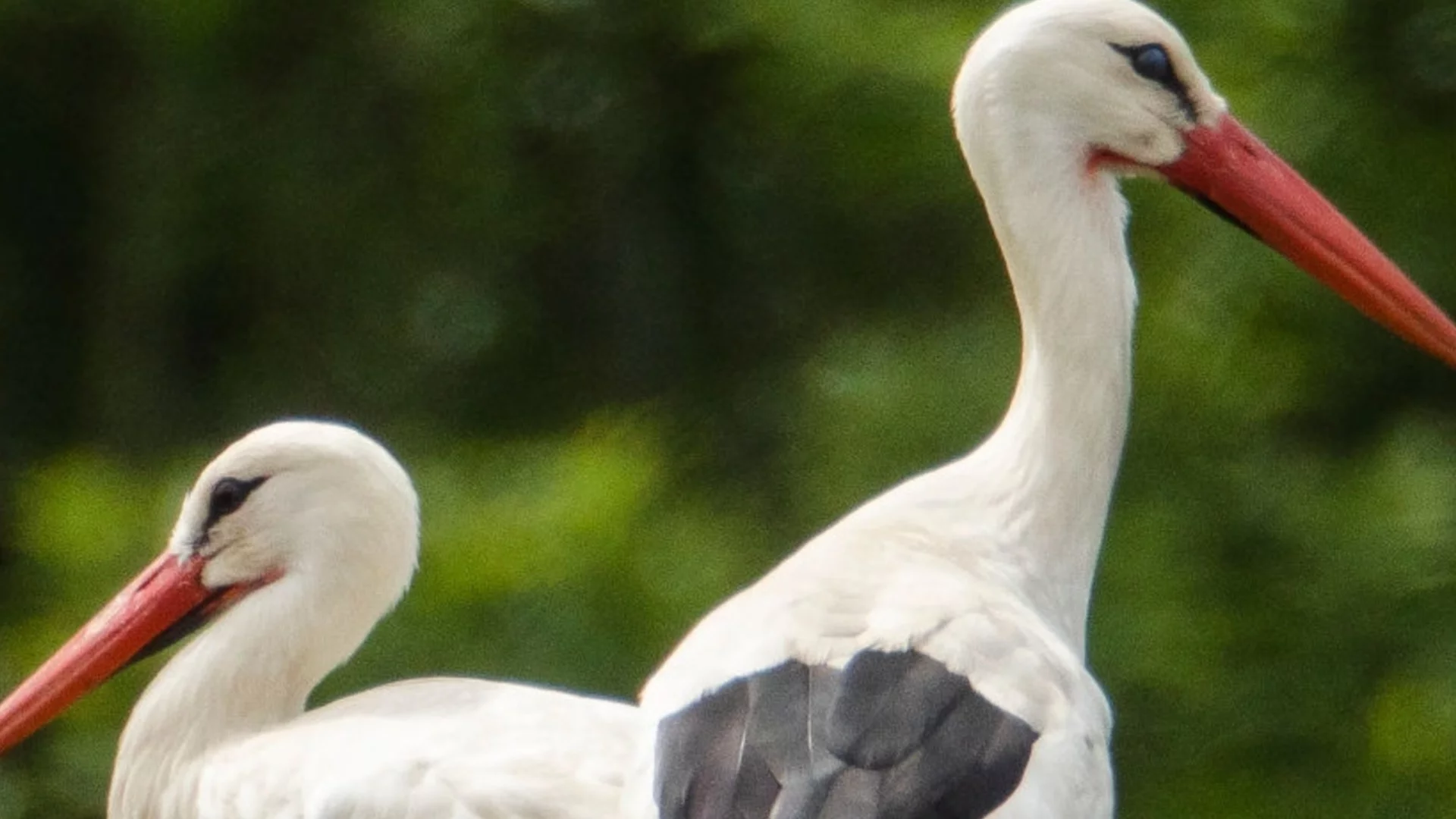 Ужасяваща гледка: Стотици мъртви щъркели намериха в река в Испания (СНИМКИ)