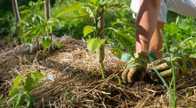 Трябва ли да изхвърляте използваната градинска сламка или е по-добре да я оставите да се разложи? 