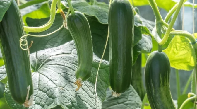 Популярната билка, която трябва да избягвате да засаждате близо до краставиците си  