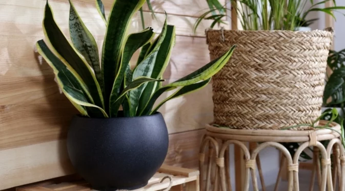 Как е правилно да се полива сансевиера през зимата