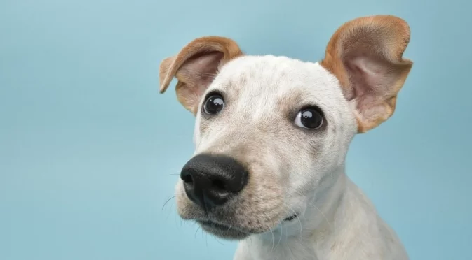 Любов: Жена рискува живота си, за да спаси кучетата си от пожар (ВИДЕО)