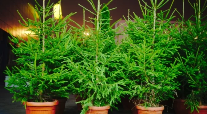 Трябва ли да поливате коледна елха с топла вода