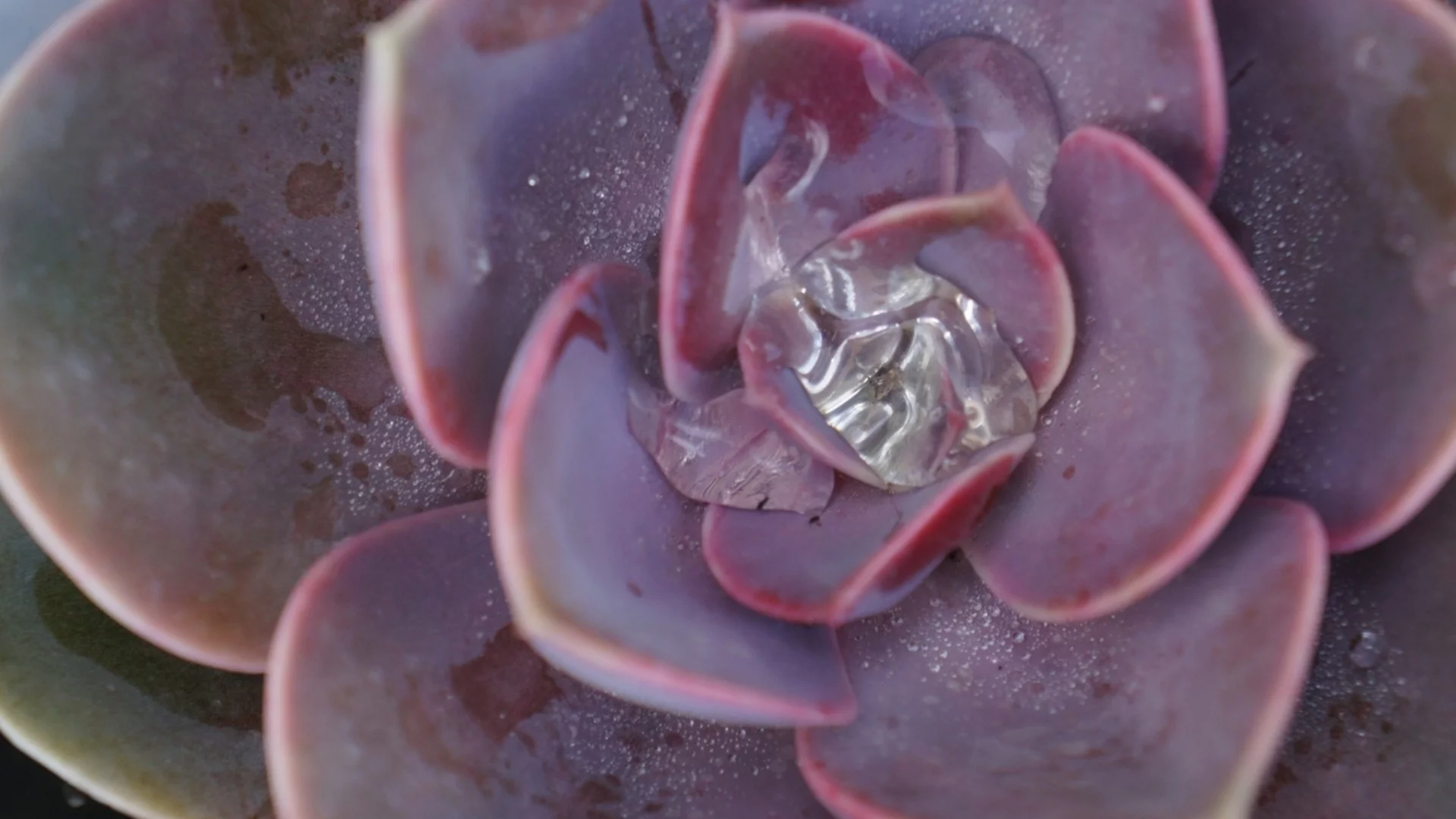 „Прах“ по вашите сукуленти? Ето какво всъщност представлява