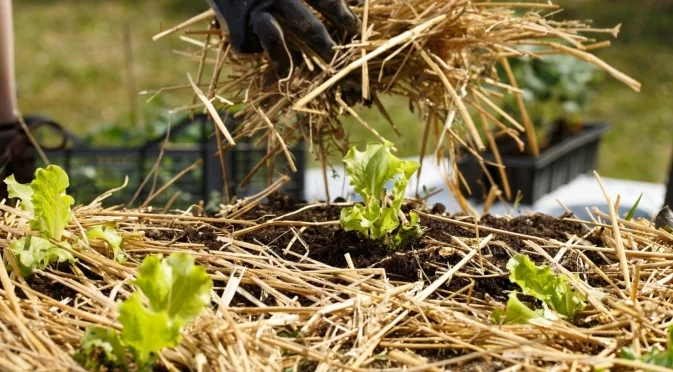 Едно нещо, което винаги трябва да проверите, преди да използвате сламен мулч в градината си  