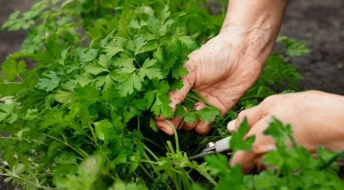Най-добрият сорт магданоз за кухненската ви градина?