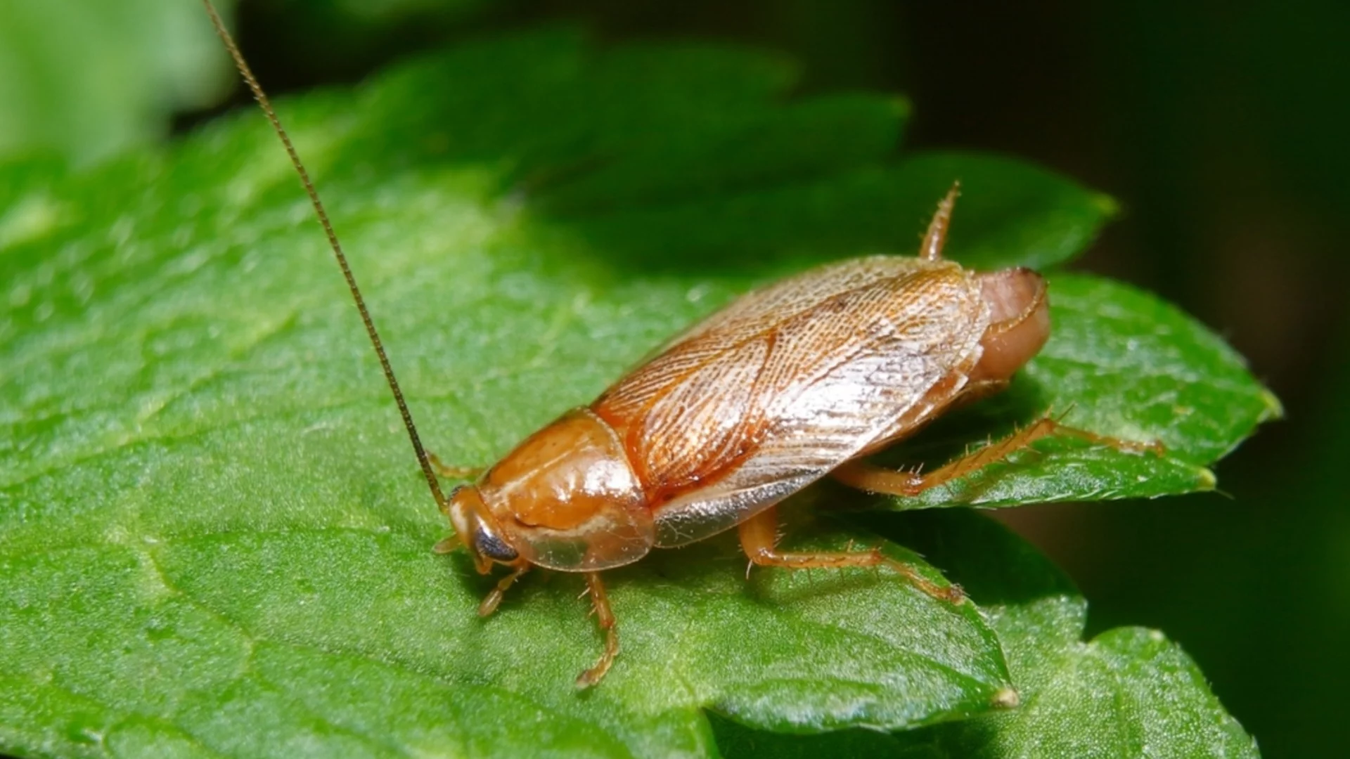 Как да се отървете от хлебарките за 1 нощ: Топ трик с банан, който наистина работи