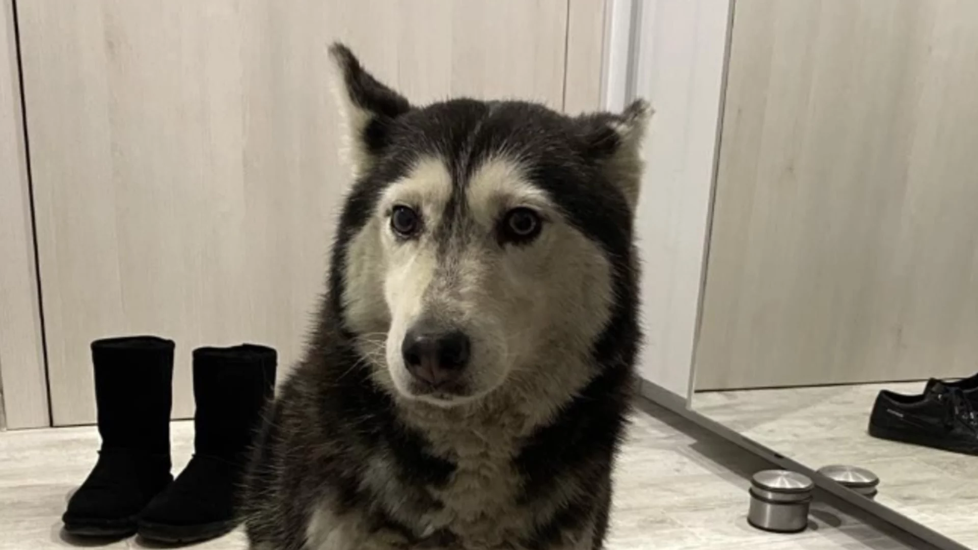 След прегазената Мая в България: Брутално намушкаха куче в Хърватия