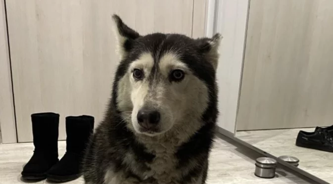 След прегазената Мая в България: Брутално намушкаха куче в Хърватия