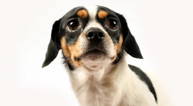 Над 3600 километра път: Куче се връща у дома след 5 години (ВИДЕО)