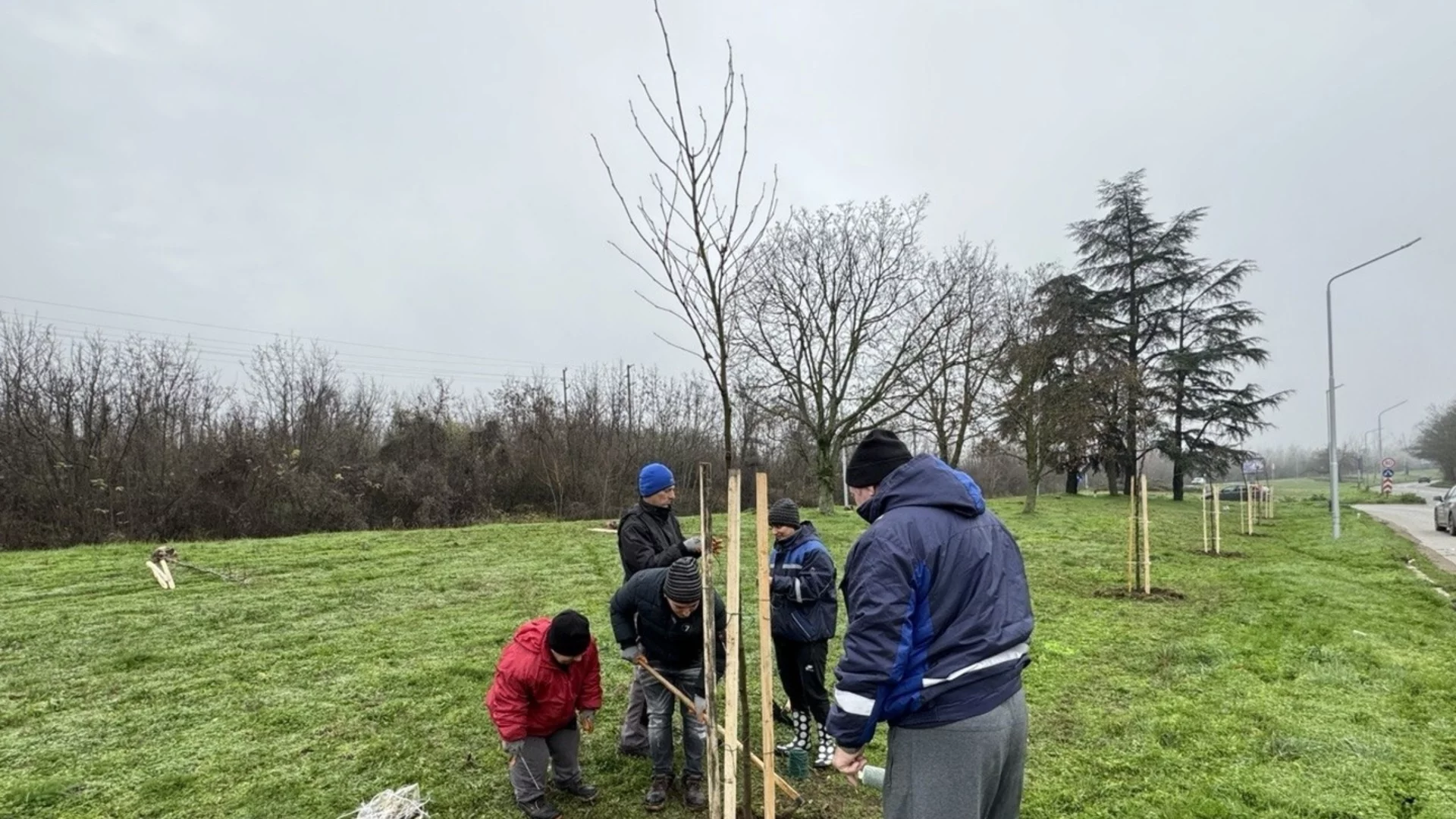 Кметът на Русе се включи в засаждането на 70 чинара по бул. „България“