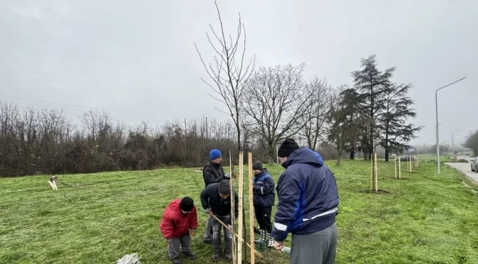 Кметът на Русе се включи в засаждането на 70 чинара по бул. „България“