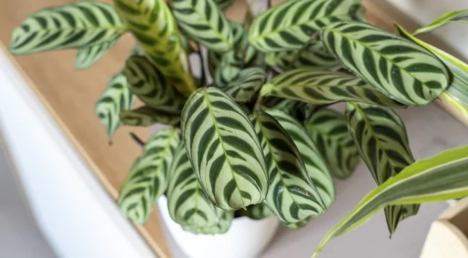 Колко често трябва да поливате калатеята