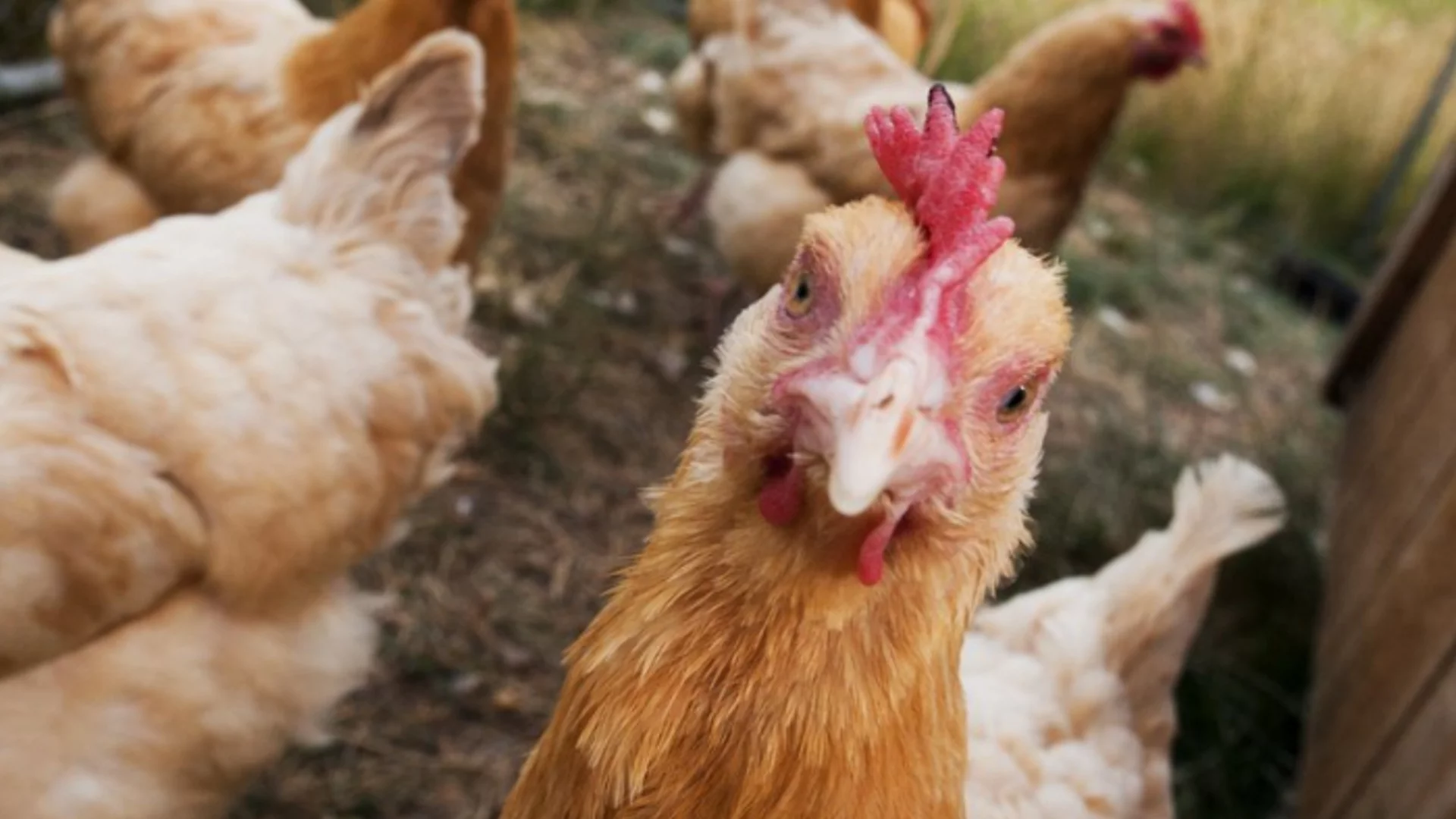 Хиляди пилета блокираха магистрала