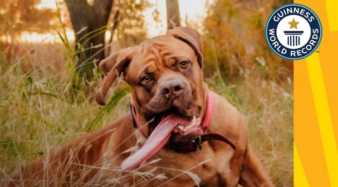 Това е Ози - кучето с най-дългия език в света (ВИДЕО)