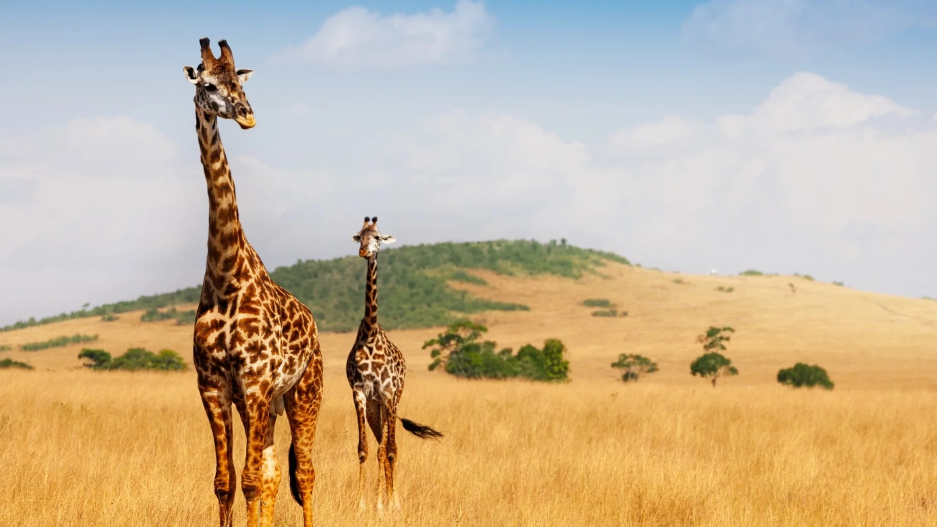 Стряскащо: Иззети са рекорден брой живи диви животни, както и месо от жирафи, зебри и антилопи